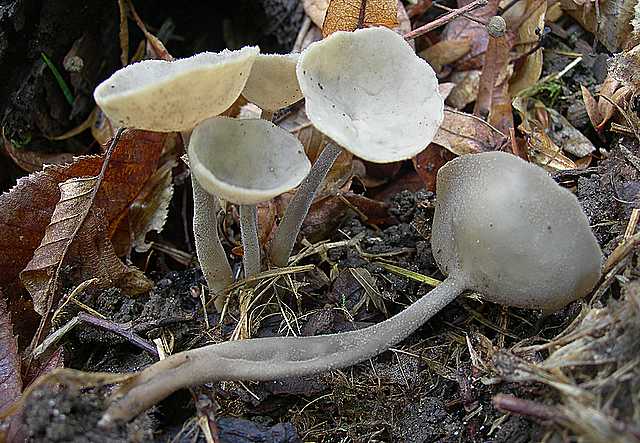 Le  meraviglie della foresta